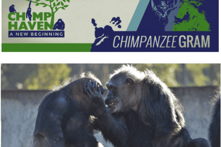 Email template example from chimp haven