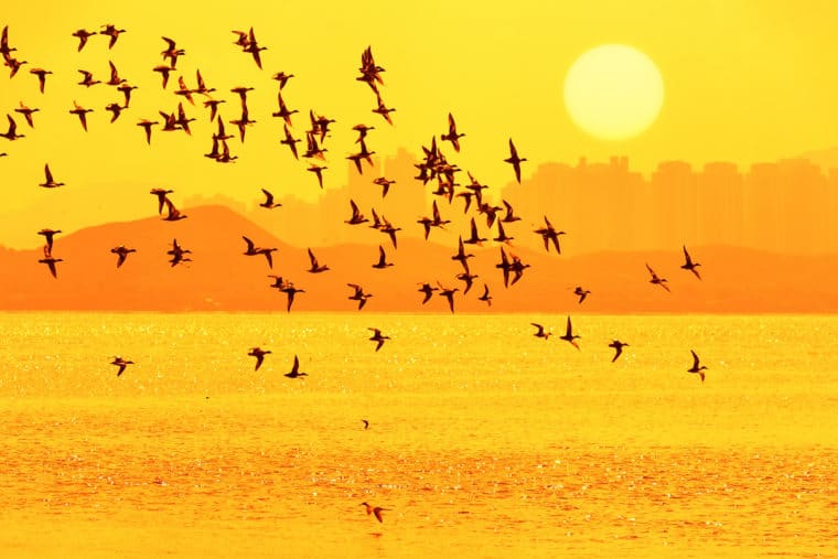 Golden silhouettes of water birds flying over water with a sunset symbolize the migration of a site in preparation for Drupal 7 End of Life