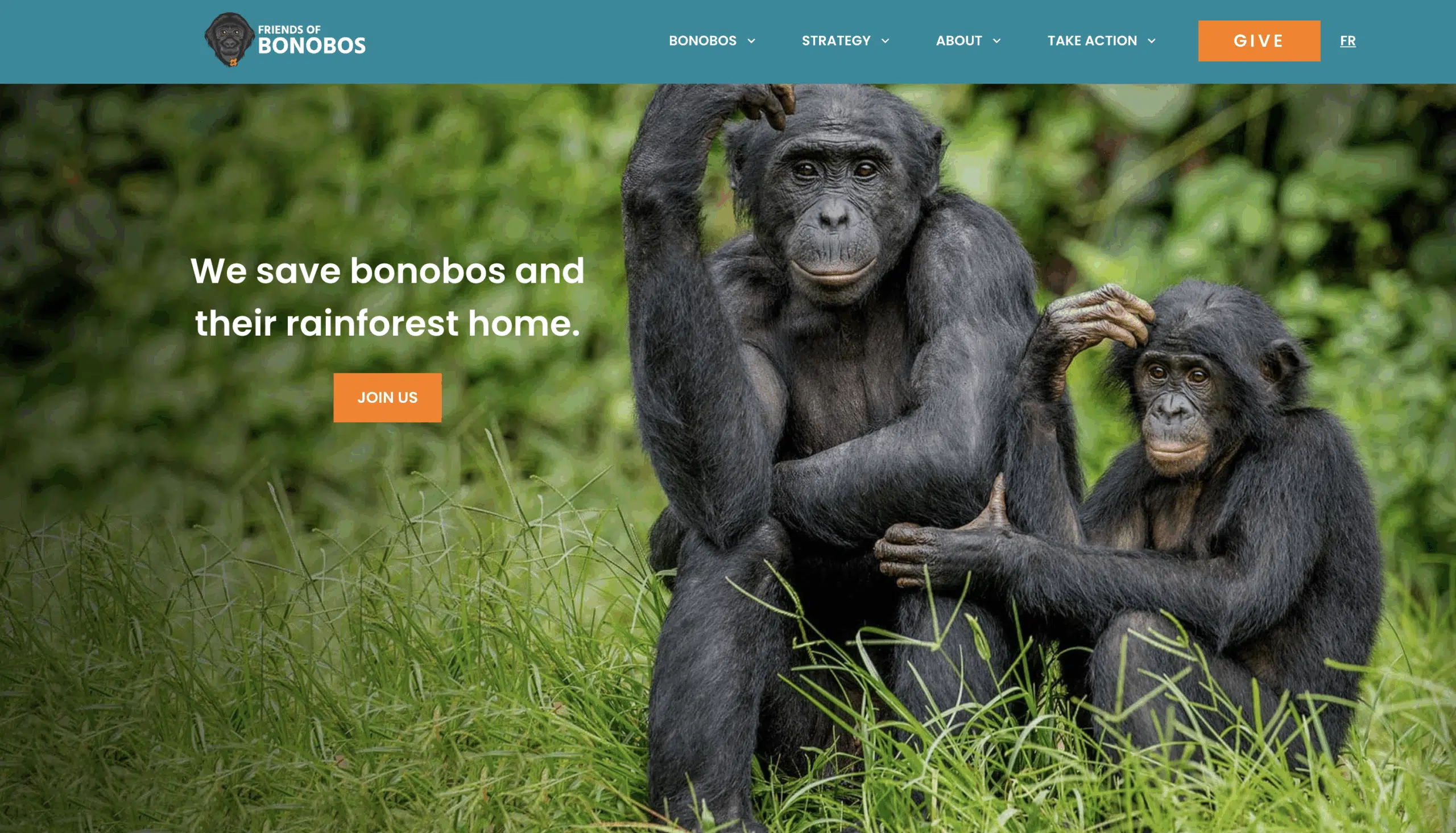 Creating a Nonprofit Web Design Solution for Wildlife Protection with Friends of Bonobos