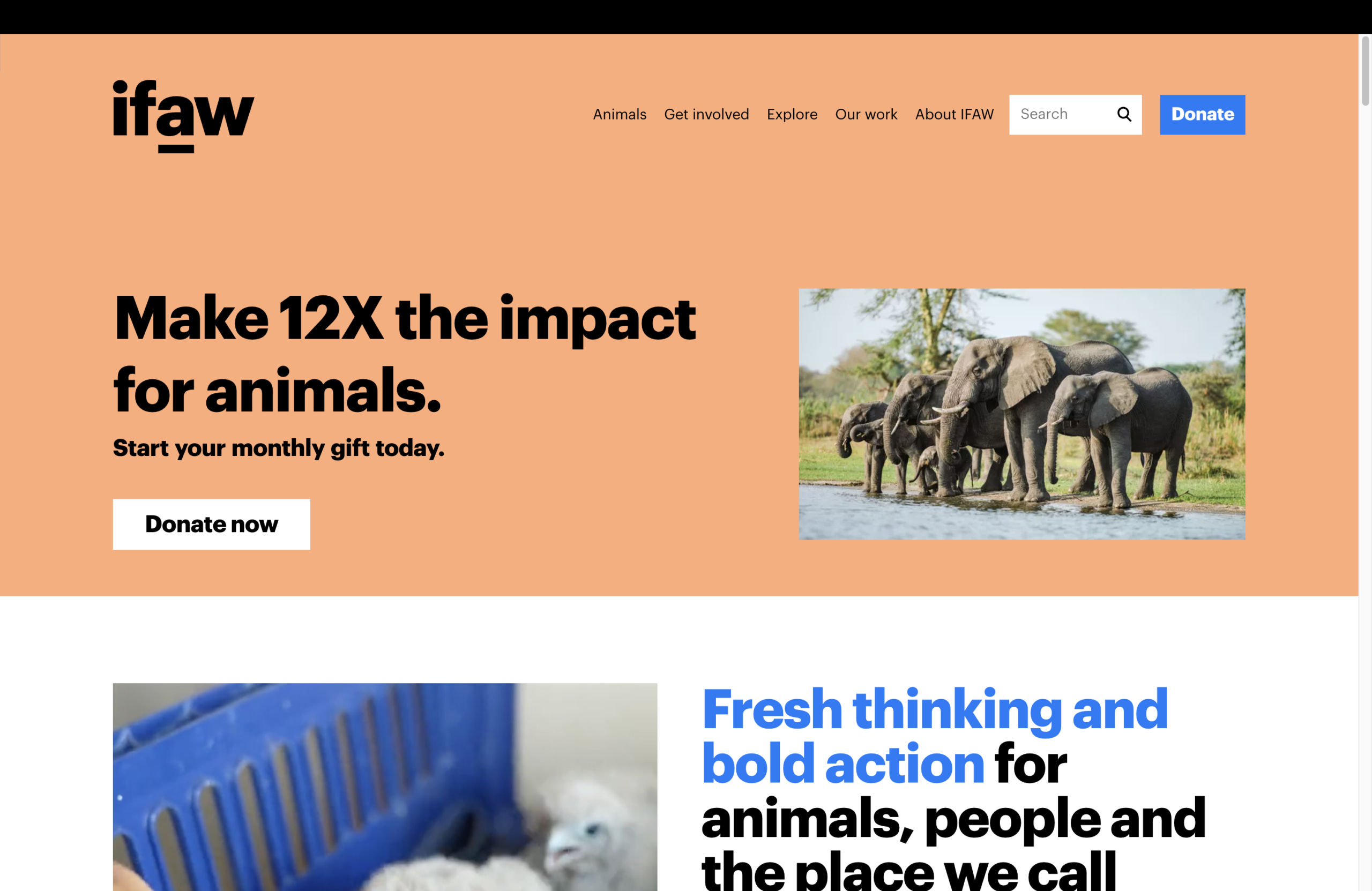 Technical SEO & Ongoing Optimization for IFAW